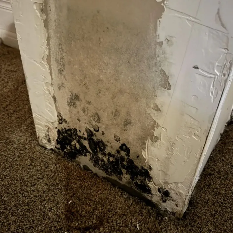 Professional Mold Removal in Walsh County, ND